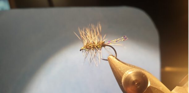 Griffiths Gnat