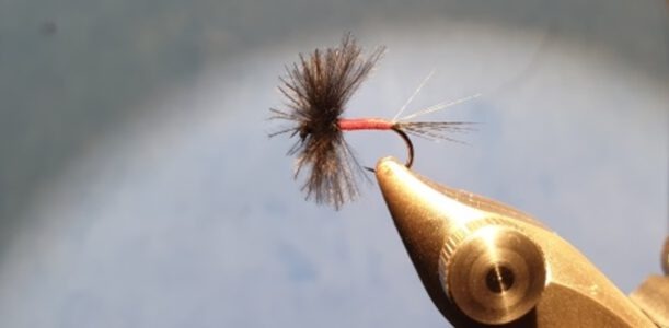 Die Blutmücke